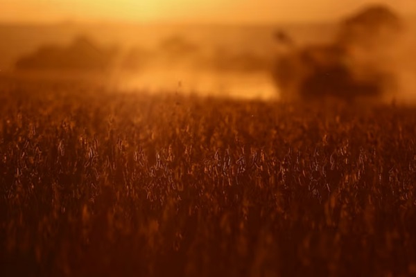 Китай второй месяц не импортирует сою из США, поставки из Бразилии выросли на 29%