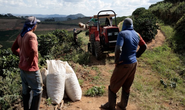 Бразильские производители считают, что тарифы на кофе все еще слишком высоки